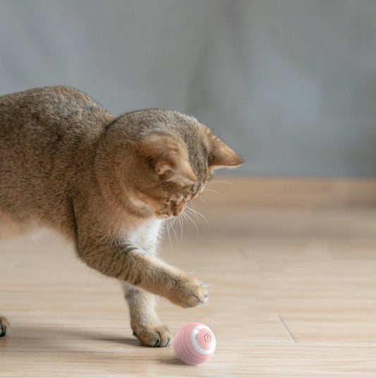 Balle interactive pour chat